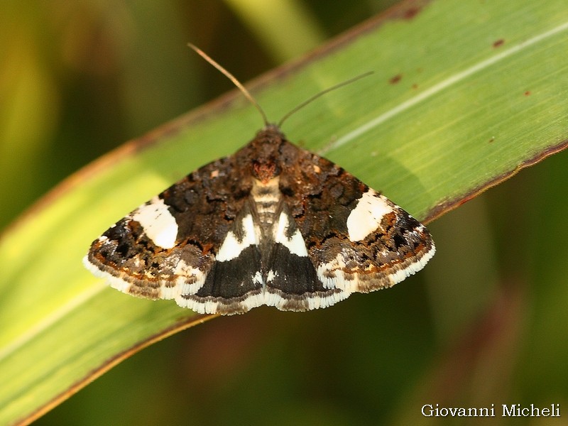 Tyta luctuosa Noctuidae